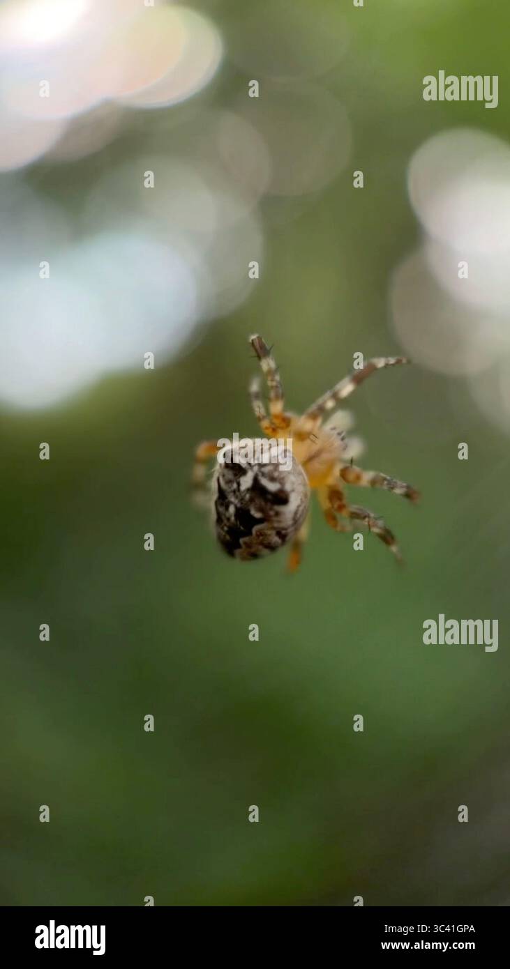 A close up of European garden spider. Macro photography - Smartphone Captured Stock Image