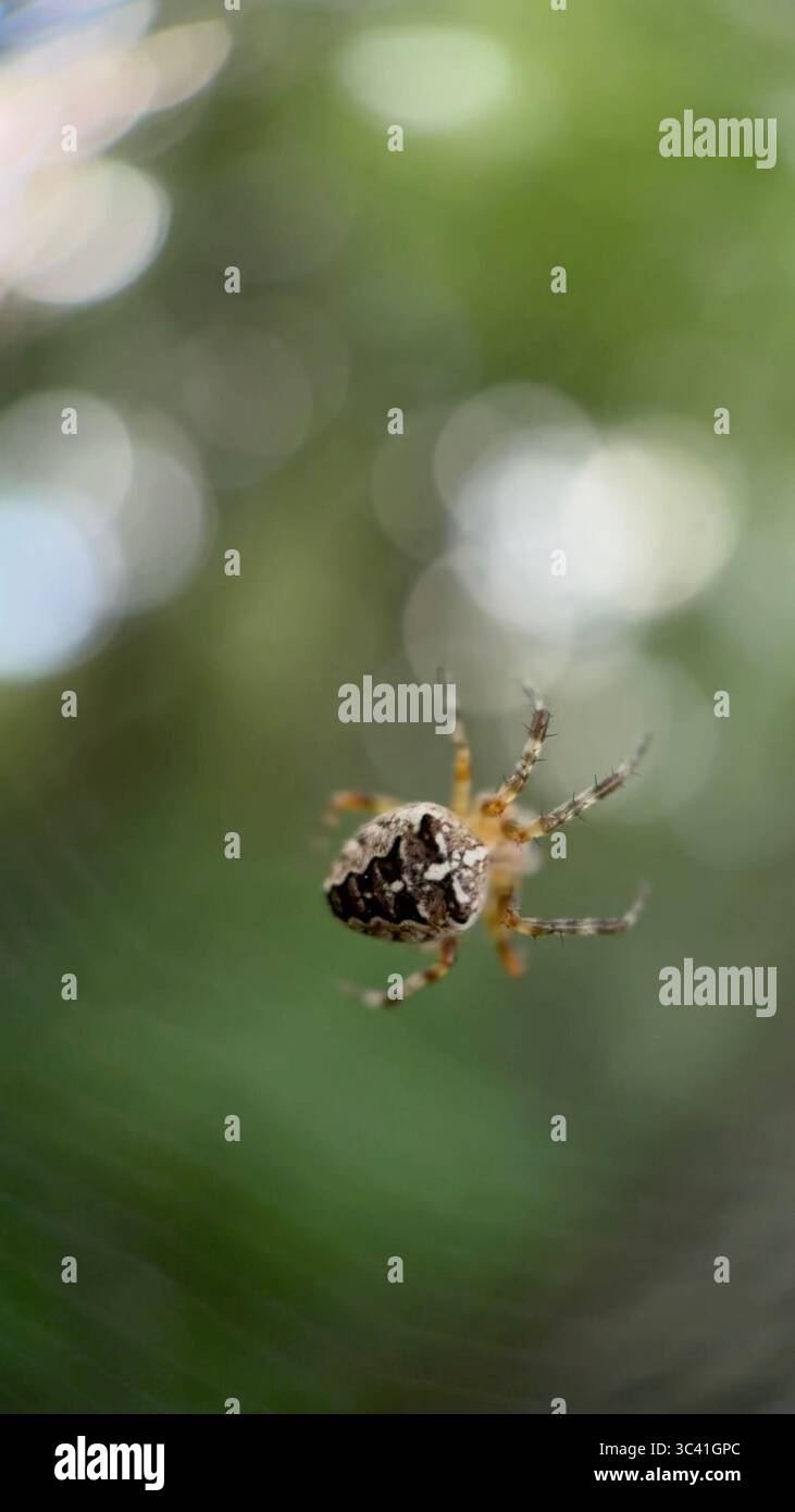 A close up of European garden spider. Macro photography - Smartphone Captured Stock Image
