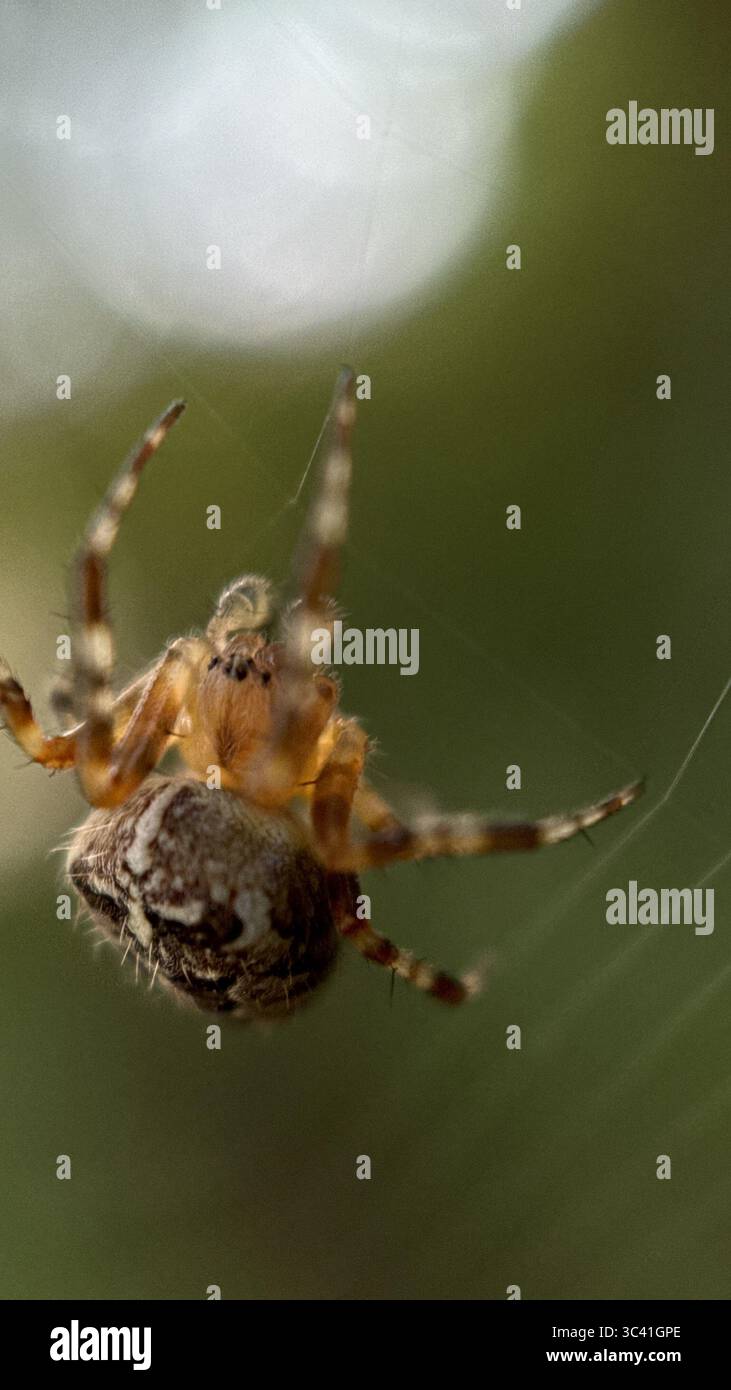 A close up of European garden spider. Macro photography - Smartphone Captured Stock Image