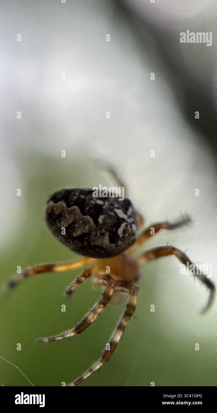 A close up of European garden spider. Macro photography - Smartphone Captured Stock Image