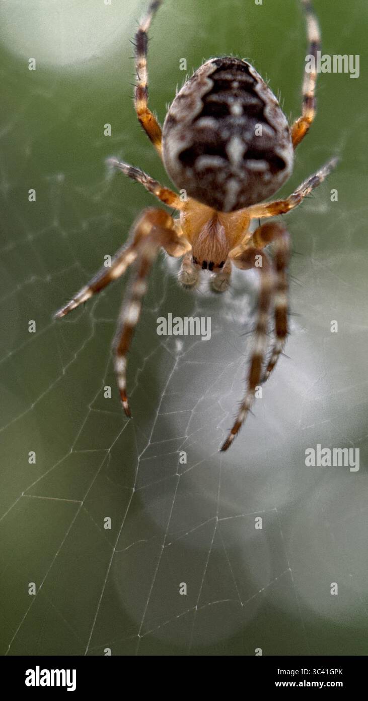 A close up of European garden spider. Macro photography - Smartphone Captured Stock Image