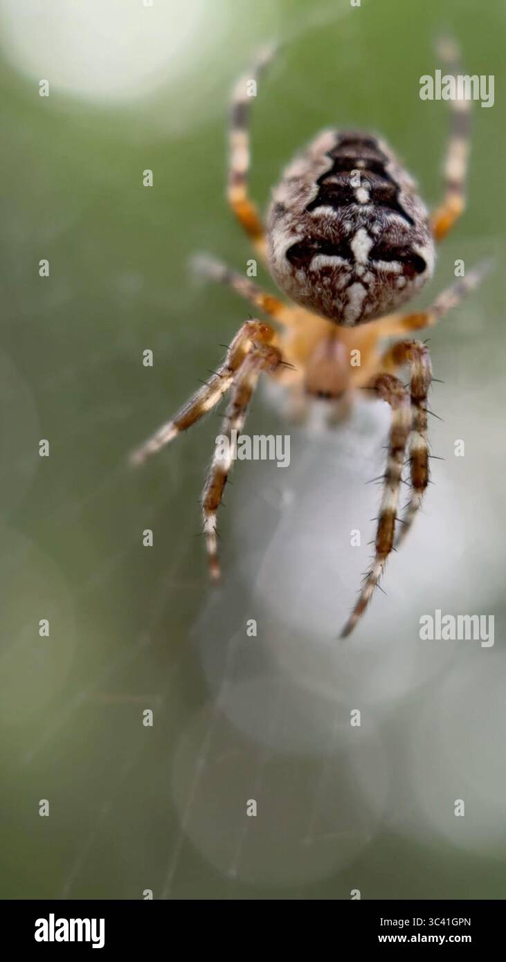 A close up of European garden spider. Macro photography - Smartphone Captured Stock Image