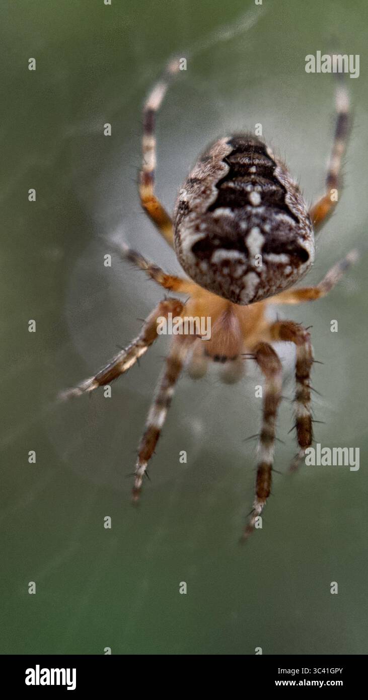 A close up of European garden spider. Macro photography - Smartphone Captured Stock Image