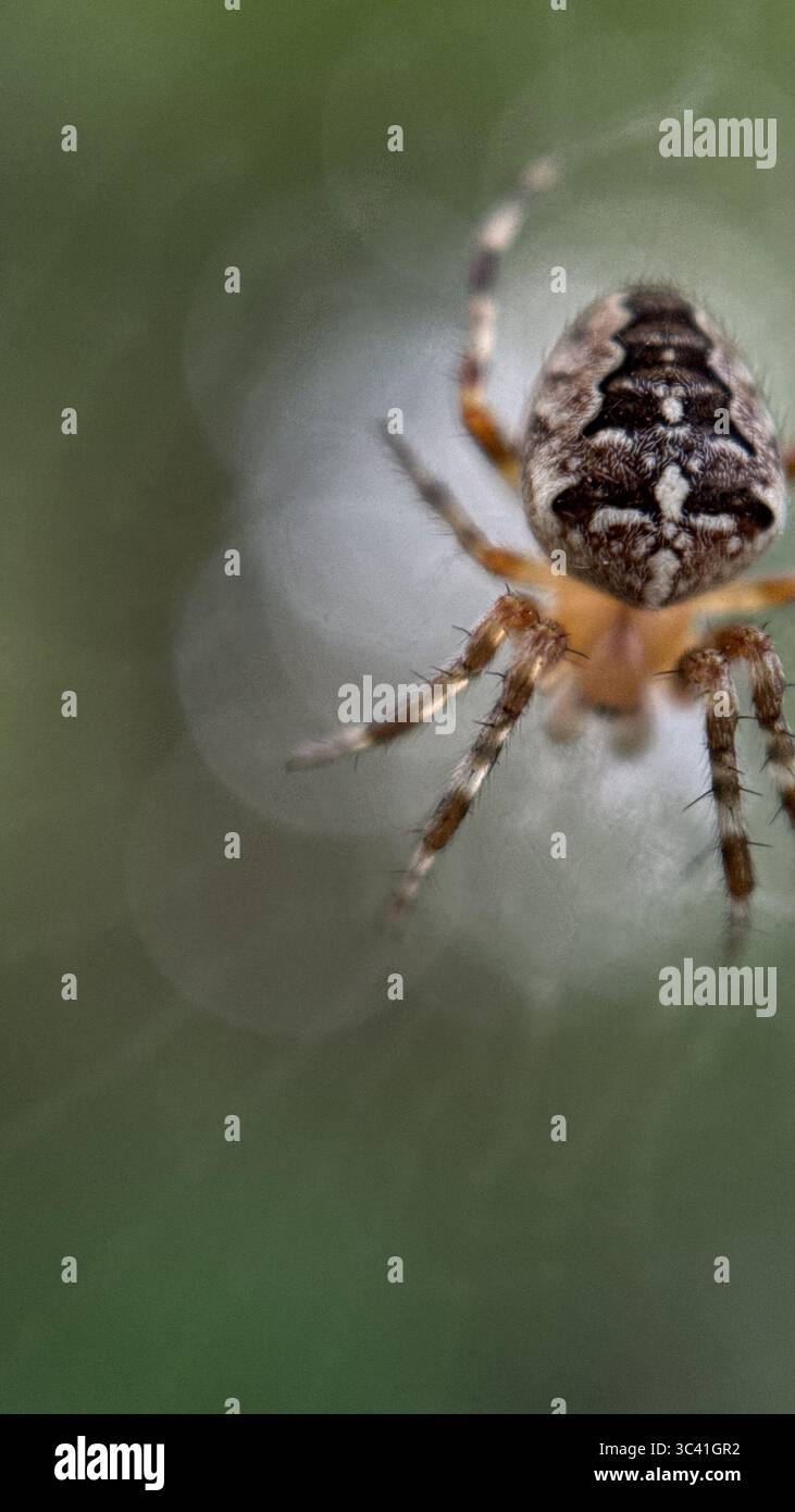 A close up of European garden spider. Macro photography - Smartphone Captured Stock Image