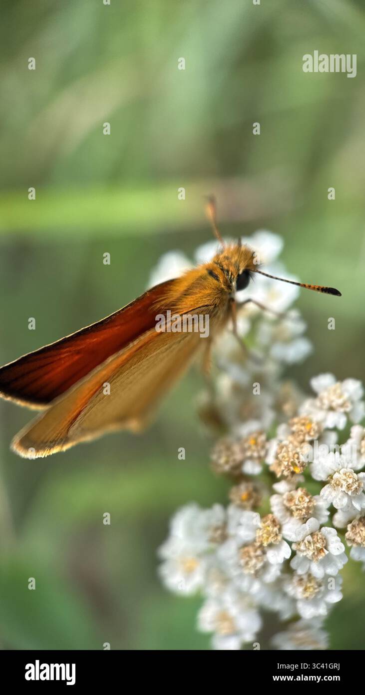 A close up of orange brown butterfly Essex skipper. Macro photography - Smartphone Captured Stock Image