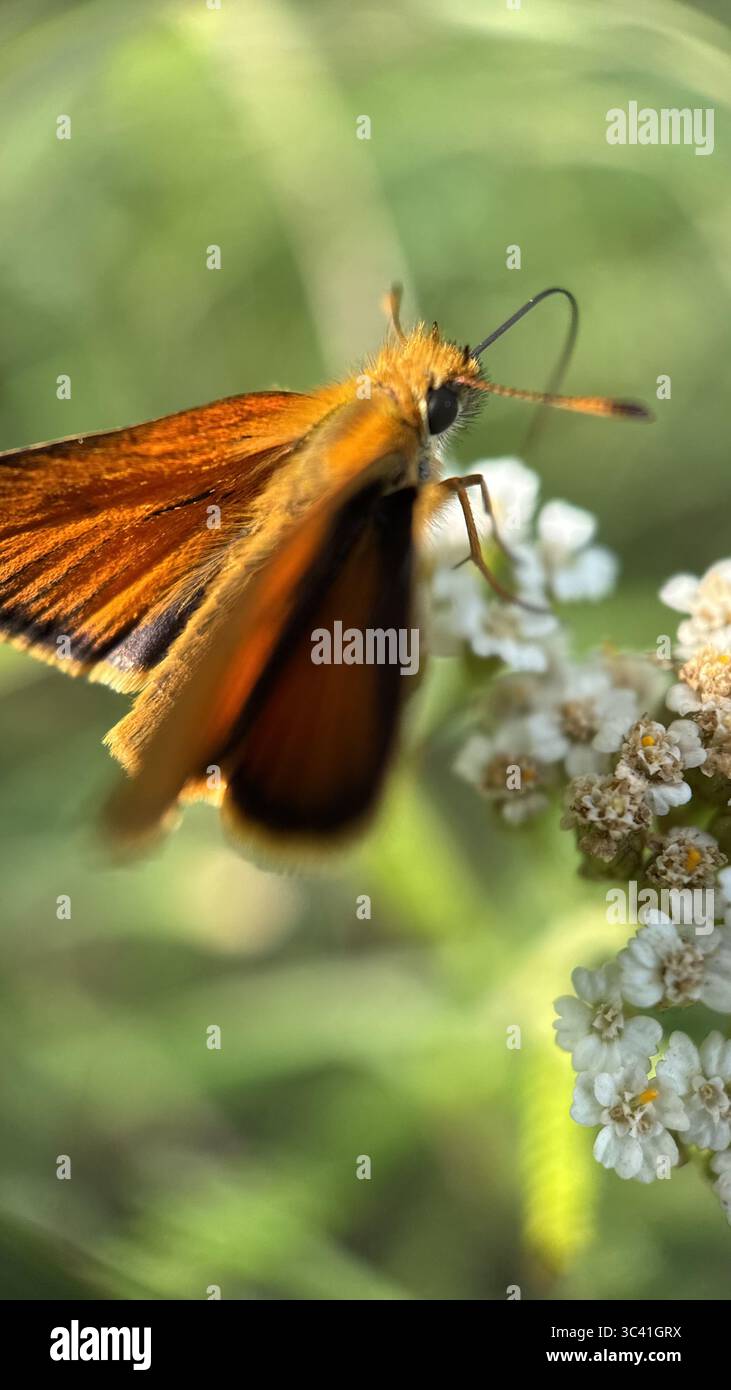 A close up of orange brown butterfly Essex skipper. Macro photography - Smartphone Captured Stock Image
