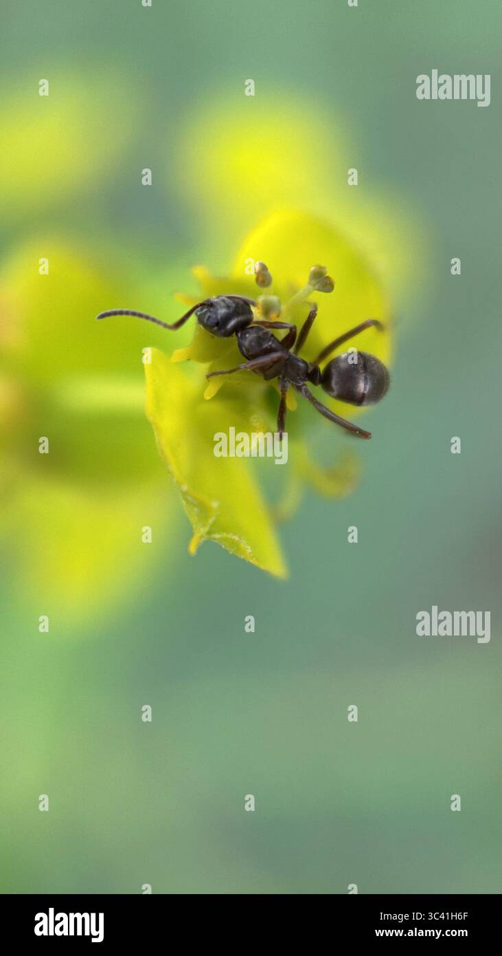Black garden ant on a tree surface macro photography. - Smartphone Captured Stock Image