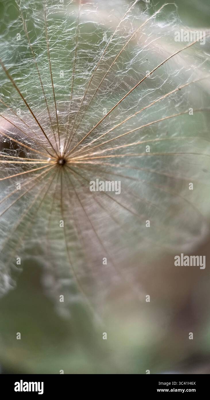 White fluffy parachute dandelion puffball macro photography. A close up of a dandelion silver seed head. - Smartphone Captured Stock Image