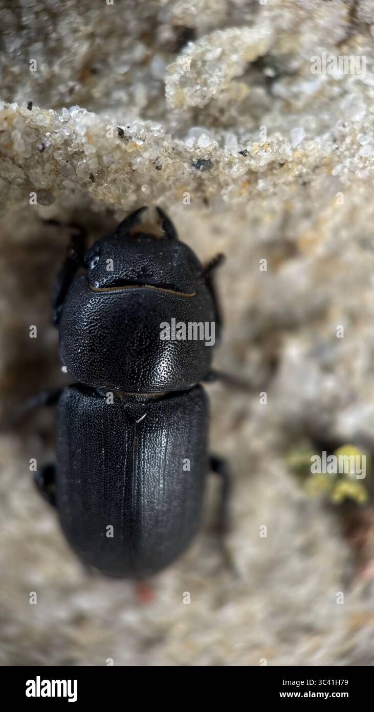 A close up of a lesser stag beetle. Macro photography. - Smartphone Captured Stock Image