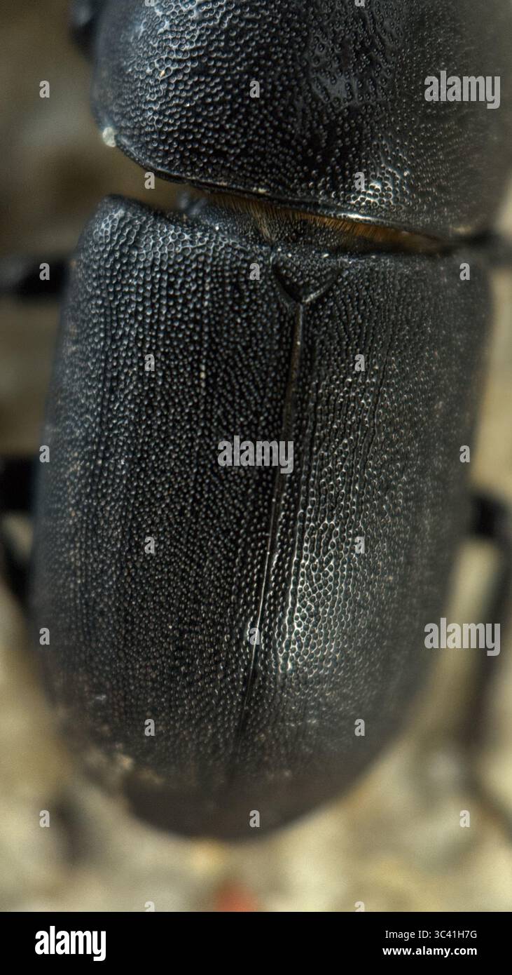 A close up of a lesser stag beetle. Macro photography. - Smartphone Captured Stock Image