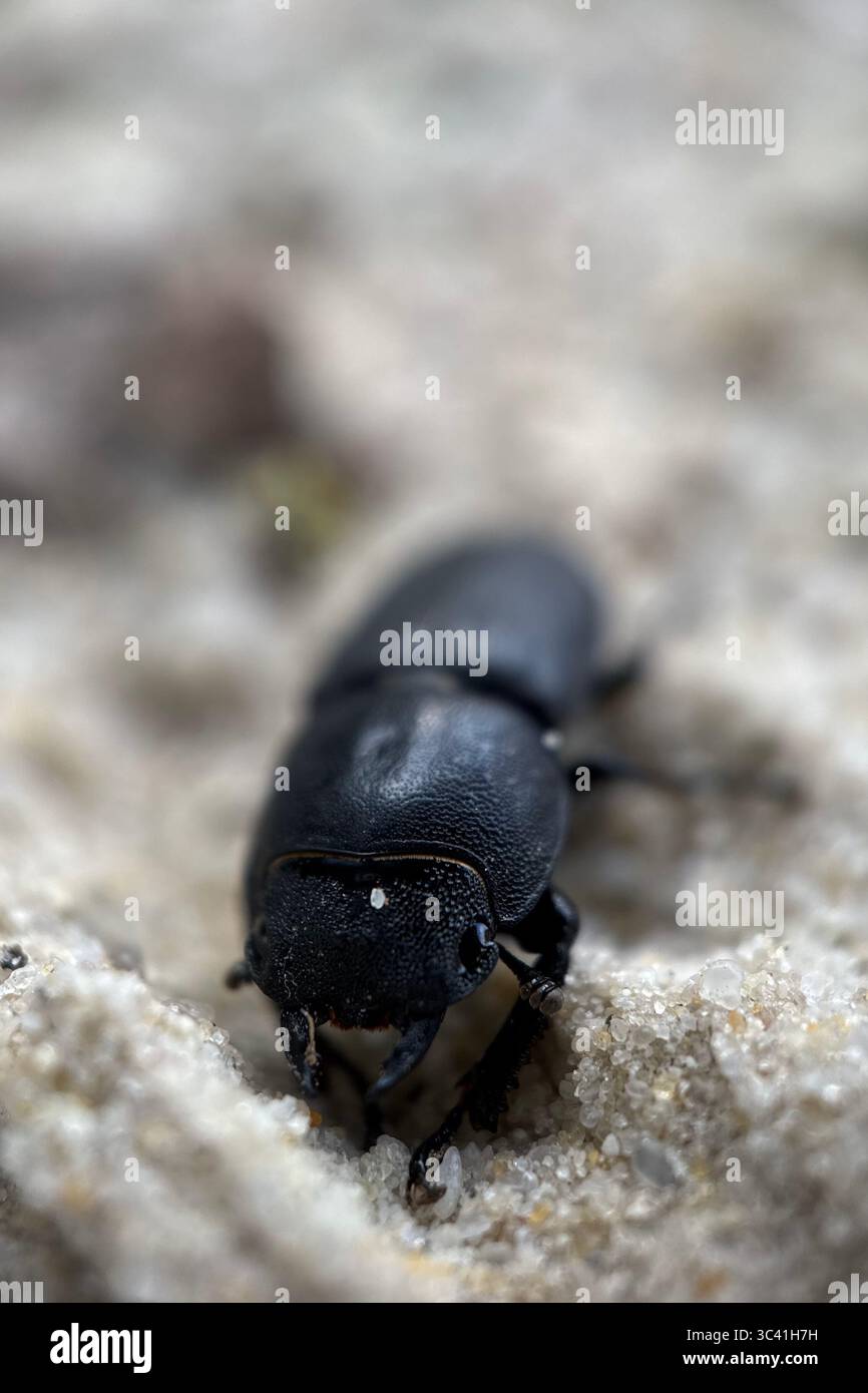 A close up of a lesser stag beetle. Macro photography. - Smartphone Captured Stock Image