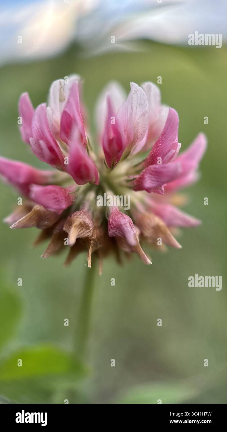A close up of a pink clover flower. Red clover macro photography - Smartphone Captured Stock Image
