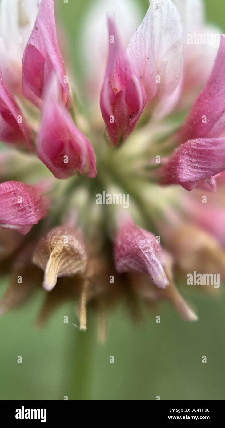 A close up of a pink clover flower. Red clover macro photography - Smartphone Captured Stock Image
