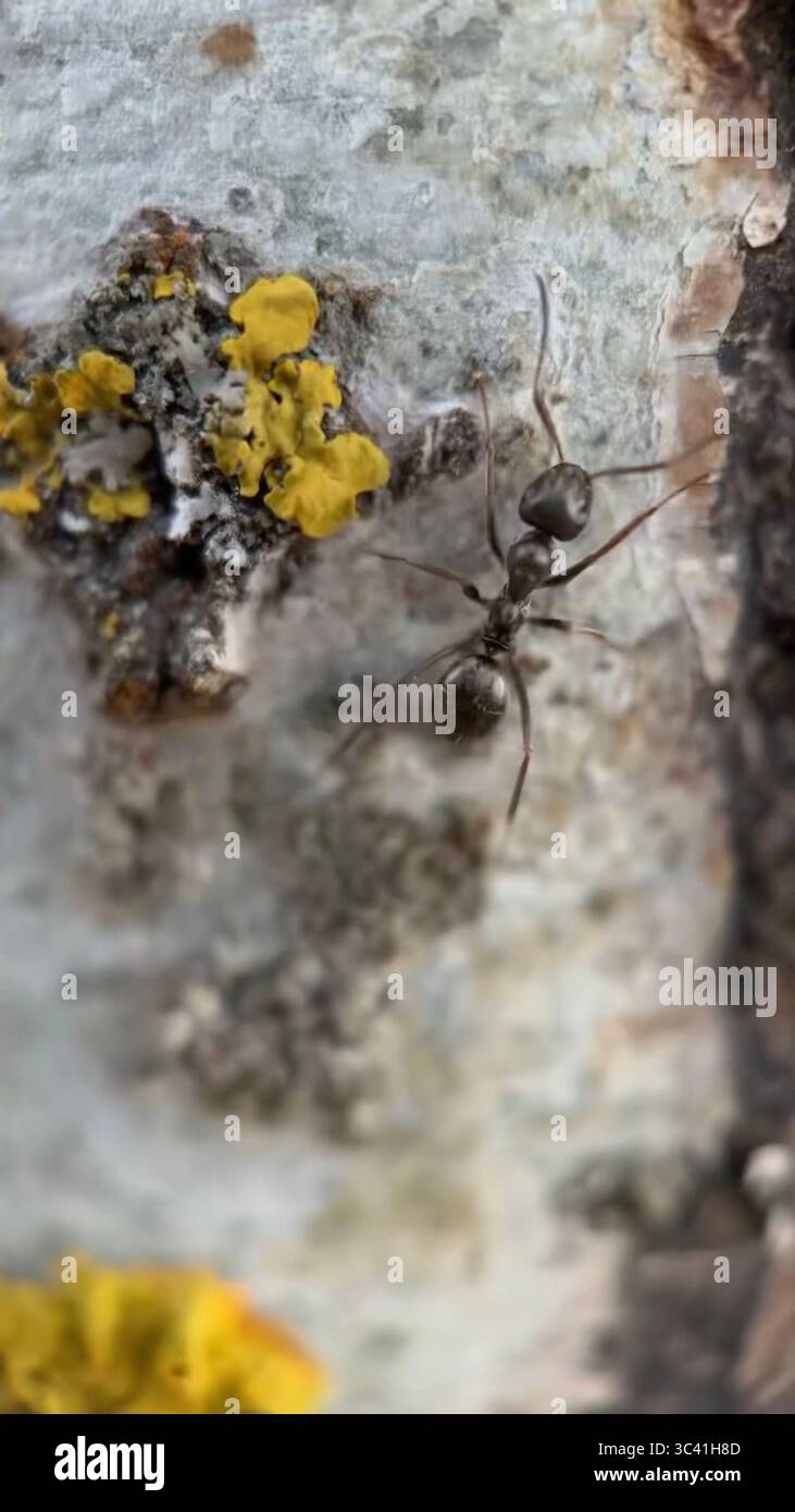 Black garden ant on a tree surface macro photography. - Smartphone Captured Stock Image