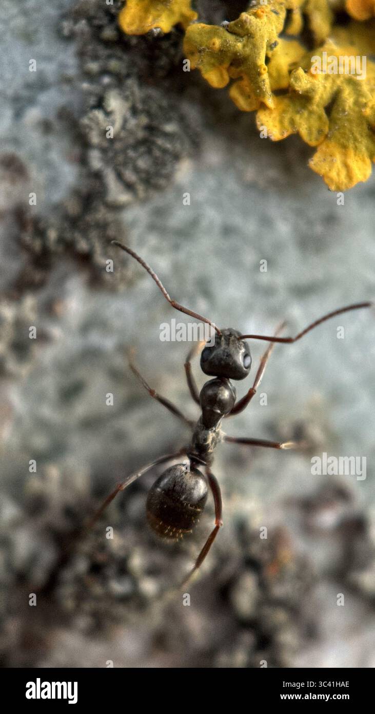 Black garden ant on a tree surface macro photography. - Smartphone Captured Stock Image
