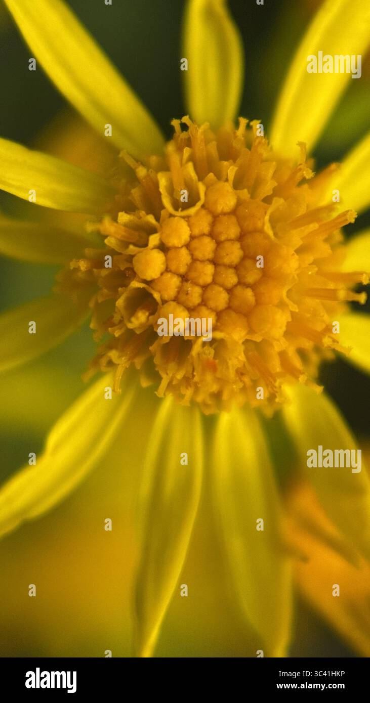 A close up of yellow flowers of common ragwort. Macro photography - Smartphone Captured Stock Image