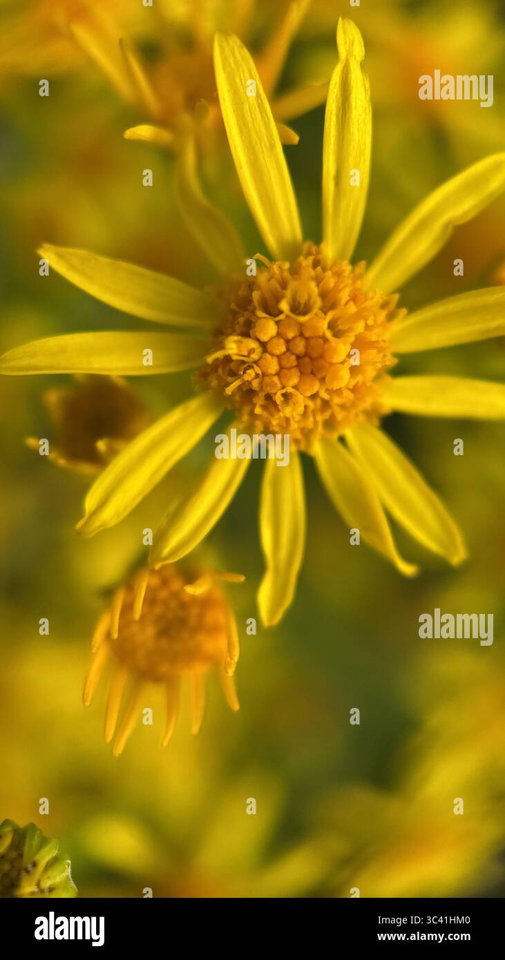A close up of yellow flowers of common ragwort. Macro photography - Smartphone Captured Stock Image