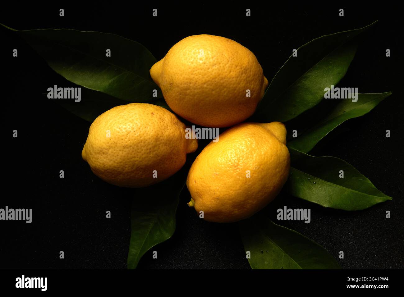 Still Life Photograph of Three Bright Yellow Lemons on Dark Background with Green Citrus  Leaves Stock Photo