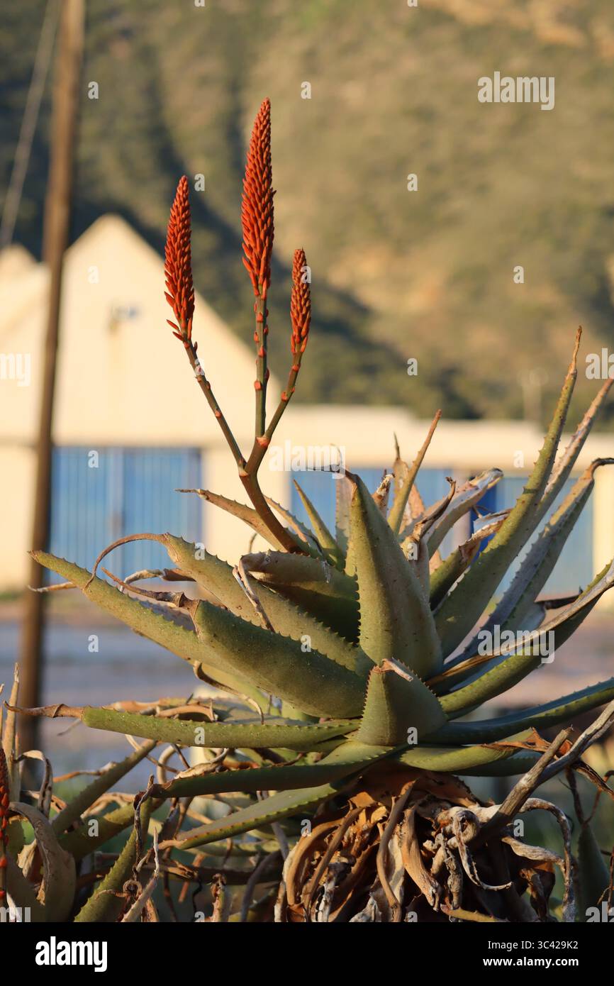 Aloe plant glows in the golden light of a setting sun, its sharp silhouette framed by the soft blur of an old farm building in the distant background. Stock Photo