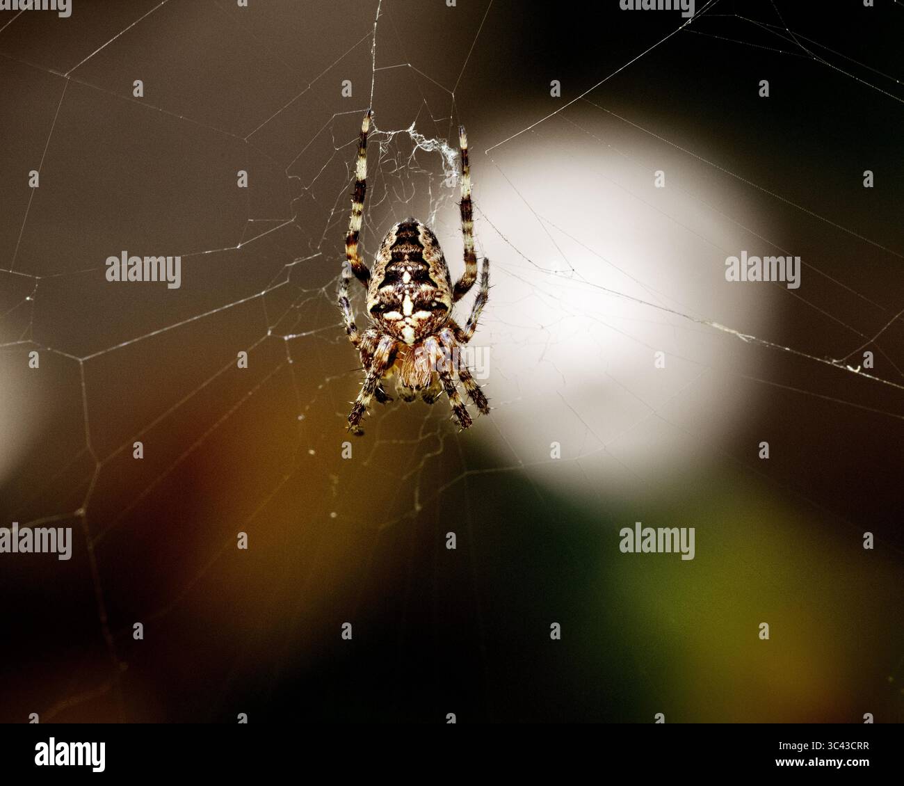 European garden spider in a web in the UK, July 2025 - Stock Image