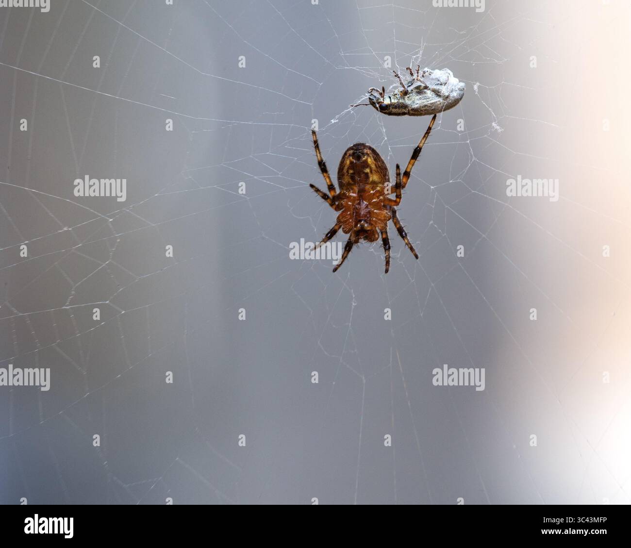 European garden spider in a web wrapping its prey in webbing in the UK, July 2025 - Stock Image