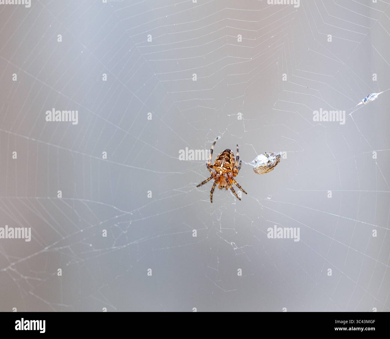 European garden spider in a web wrapping its prey in webbing in the UK, July 2025 - Stock Image
