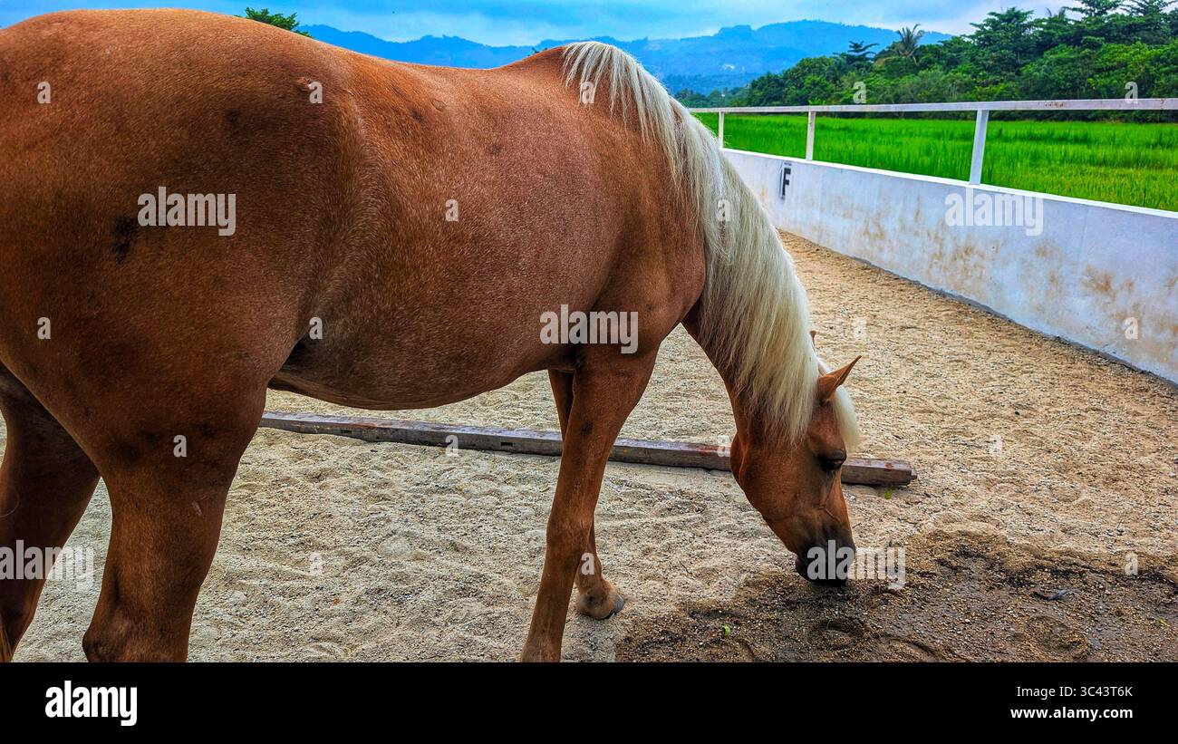 breathtaking sunset photography scene unfolds at Batu Caves Malaysia, where a golden hour sky meets urban tower lights and road night lighting. From - Smartphone Captured Stock Image