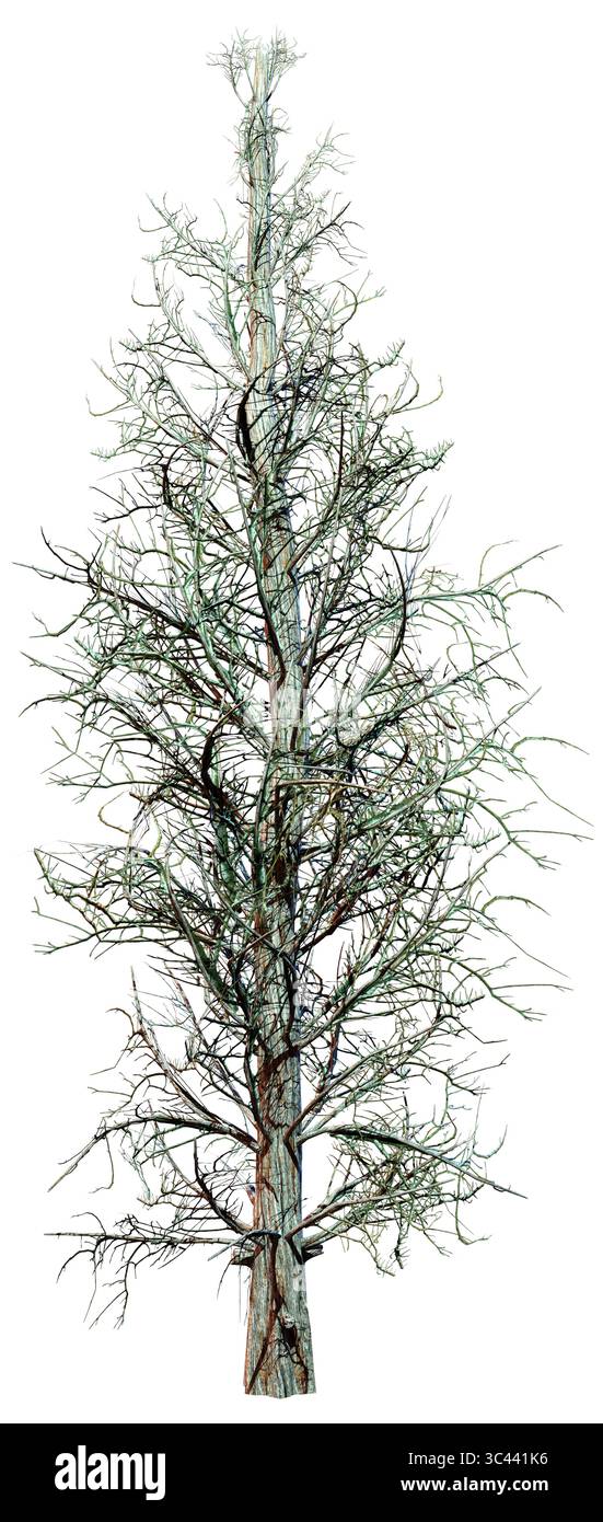 3D rendering of a bald Eastern Red Cedar tree or Juniperus virginiana ...