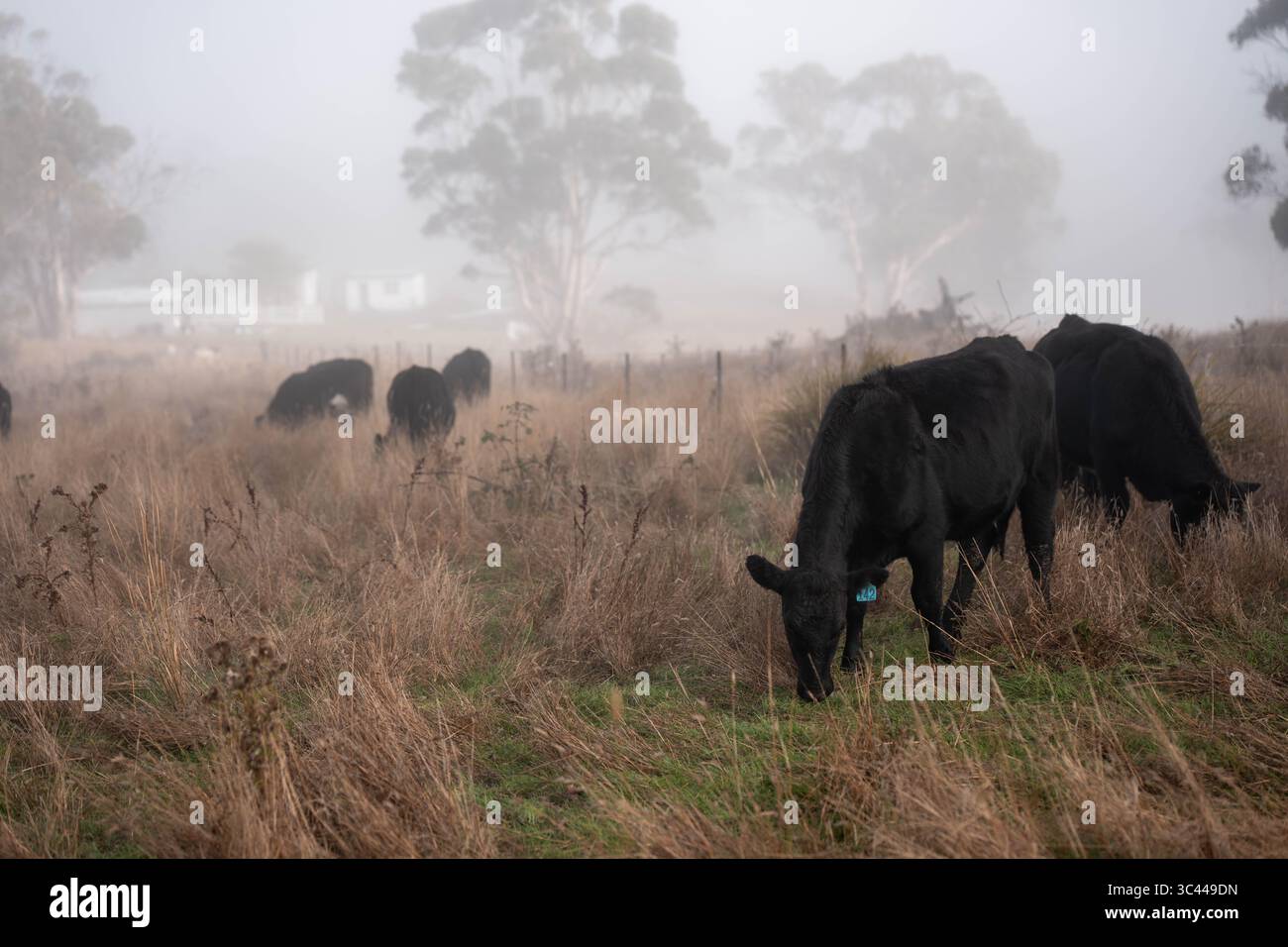 cows grazing in a misty field, mist over a Farming landscape with beautiful cows and cattle grazing on pasture at dswk in the australian outback over Stock Photo