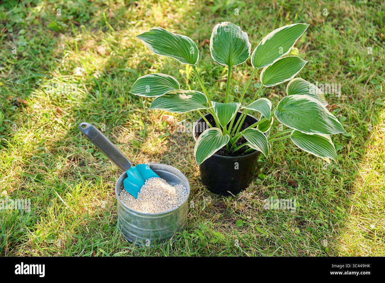 Close-up of Hosta plant in pot and granular fertilizer, outdoor in garden, top view Stock Photo