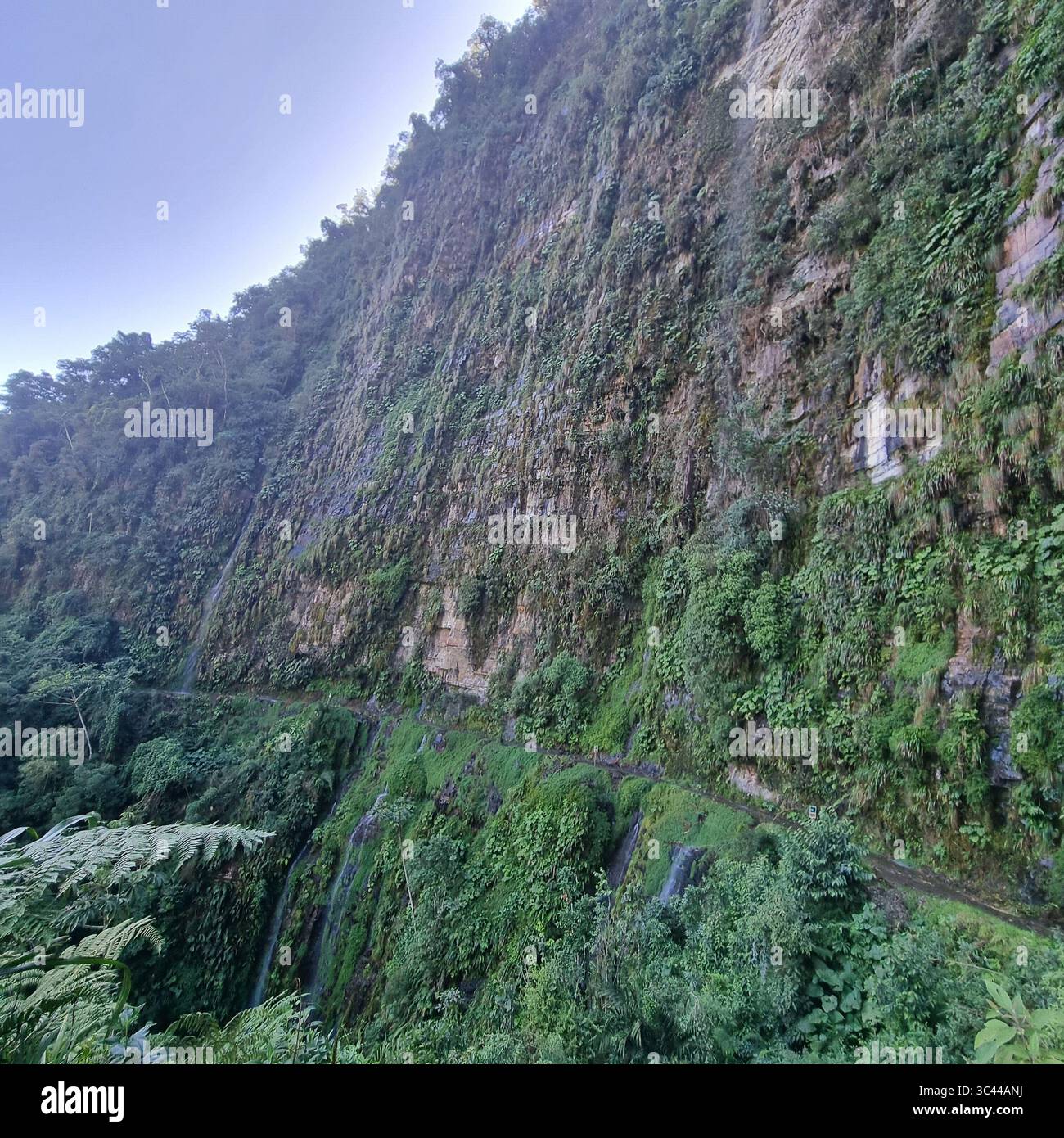 Rainforest Landscapes of Death Road Bolivia - Smartphone Captured Stock Image