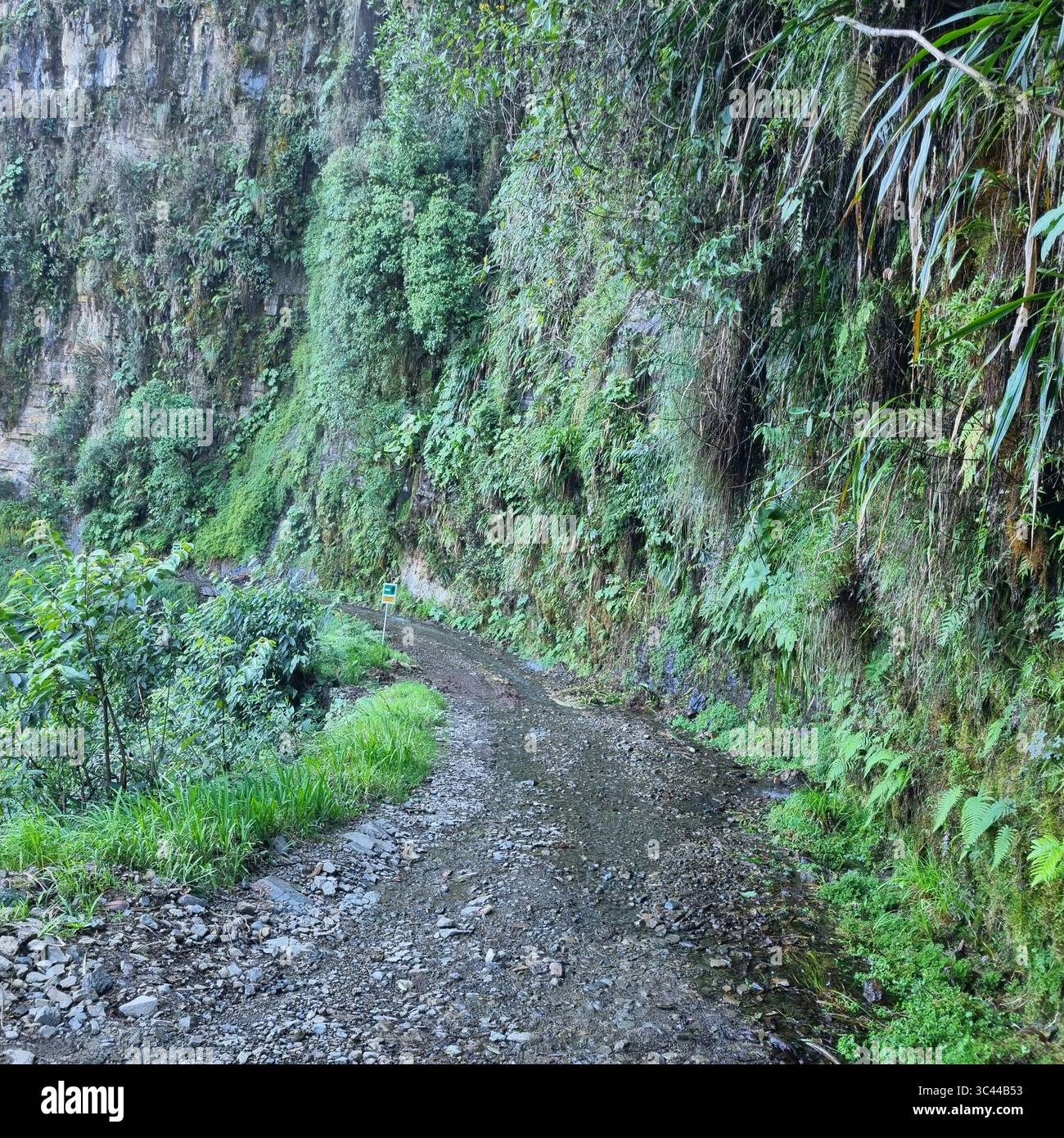 Rainforest Landscapes of Death Road Bolivia - Smartphone Captured Stock Image