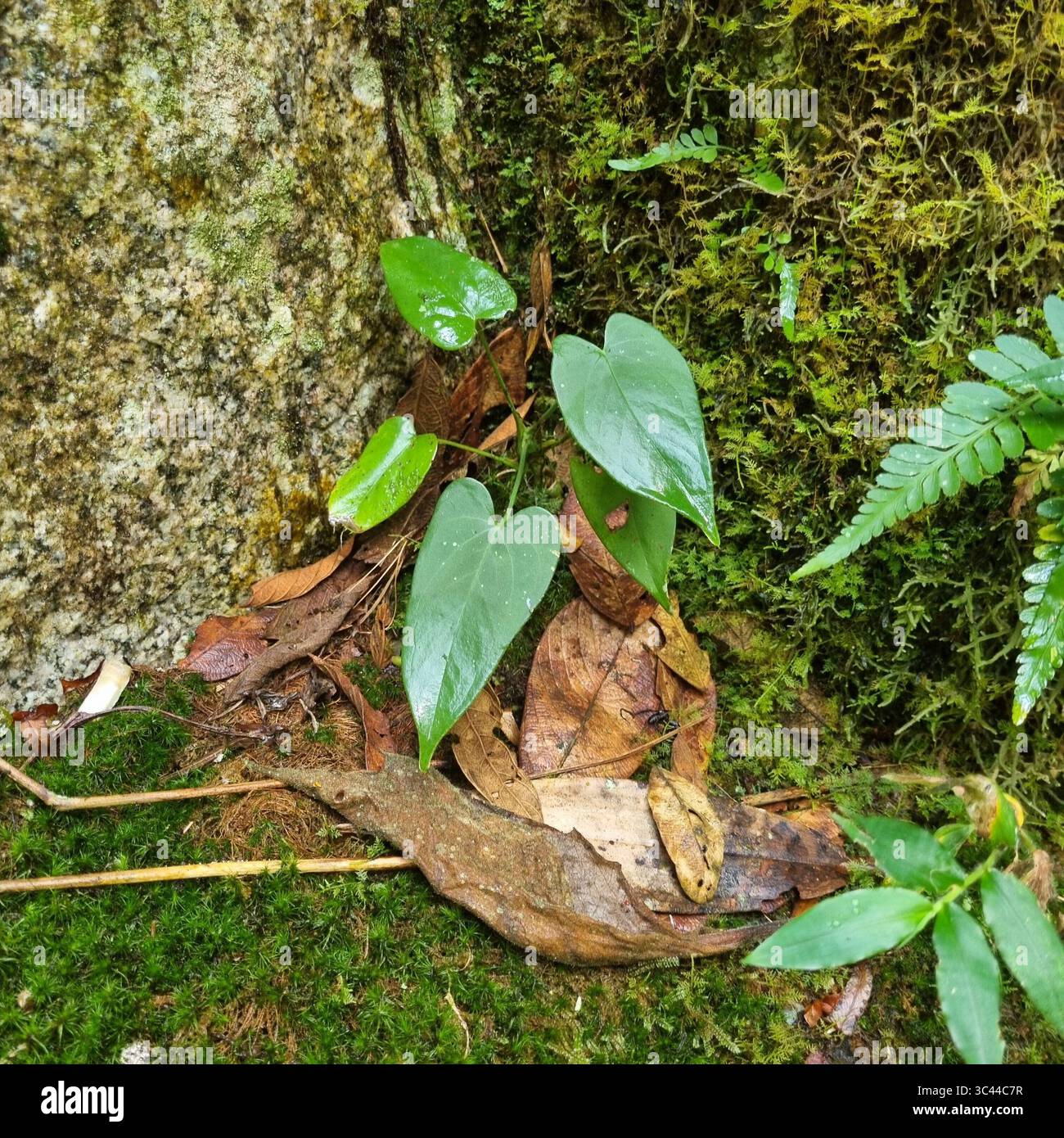 Anthurium - Clorofila growing in a tiny crevass - Smartphone Captured Stock Image