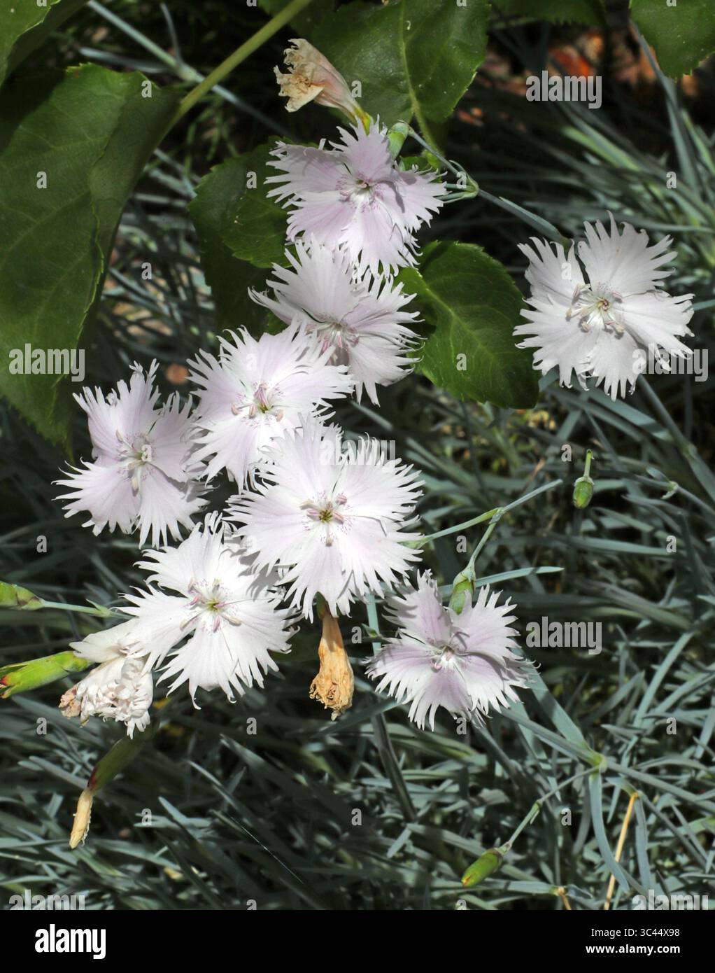 Tianshan Carnation, Dianthus kuschakewiczii, Syn. Dianthus tianschanicus, Caryophyllaceae. Central Asia. A clump-forming, herbaceous perennial plant. Stock Photo