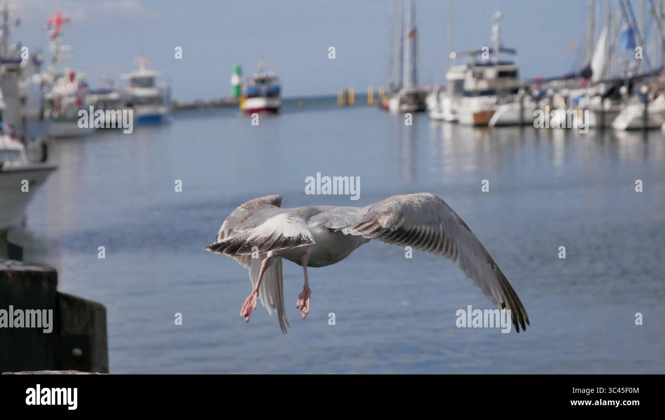 Seagulls in flight Stock Photo