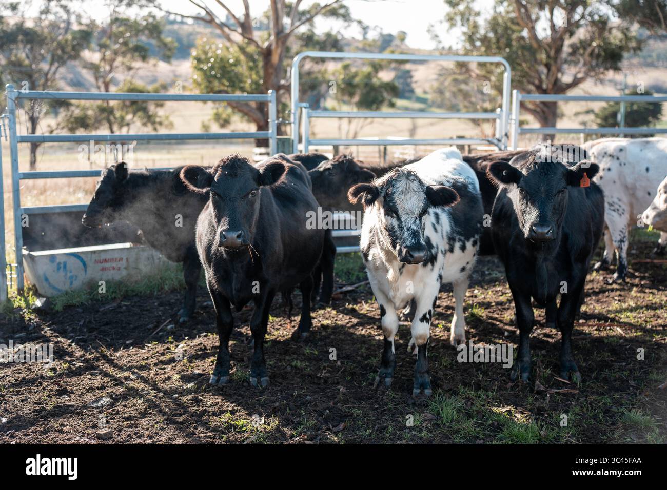 Carbon neutral cattle farming in a free range field on a farm in ...