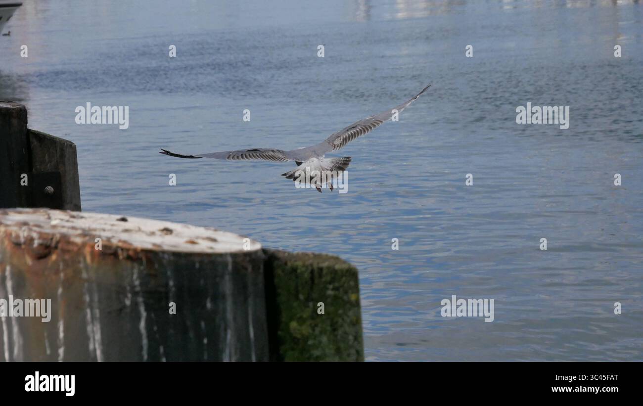 Seagulls in flight Stock Photo