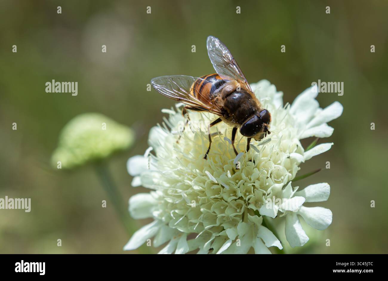 Eristalis tenax known as the drone fly gathers nectar from a white flower in a meadow under bright sunlight showcasing its important role in pollinati Stock Photo