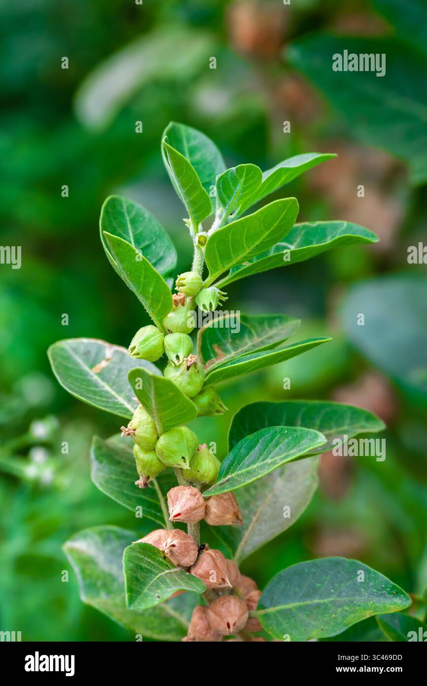 Ashwagandha plant or withania somnifera plant is ayurvedic medical ...