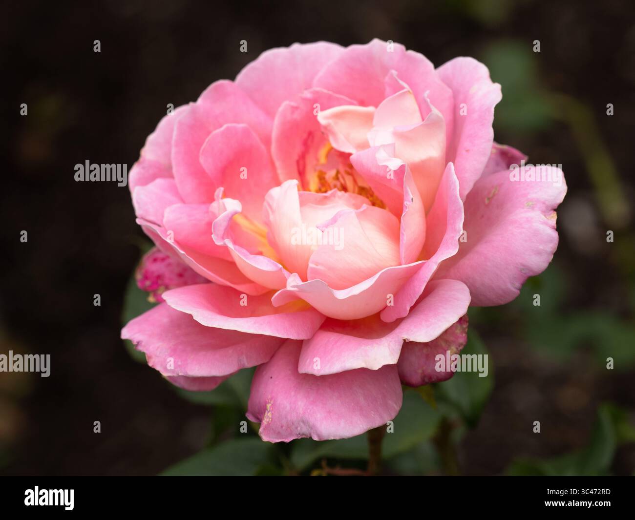 Pink Tea Rsose Pink flower of the fragrant, repeat flowering hybrid tea rose, Rosa ...