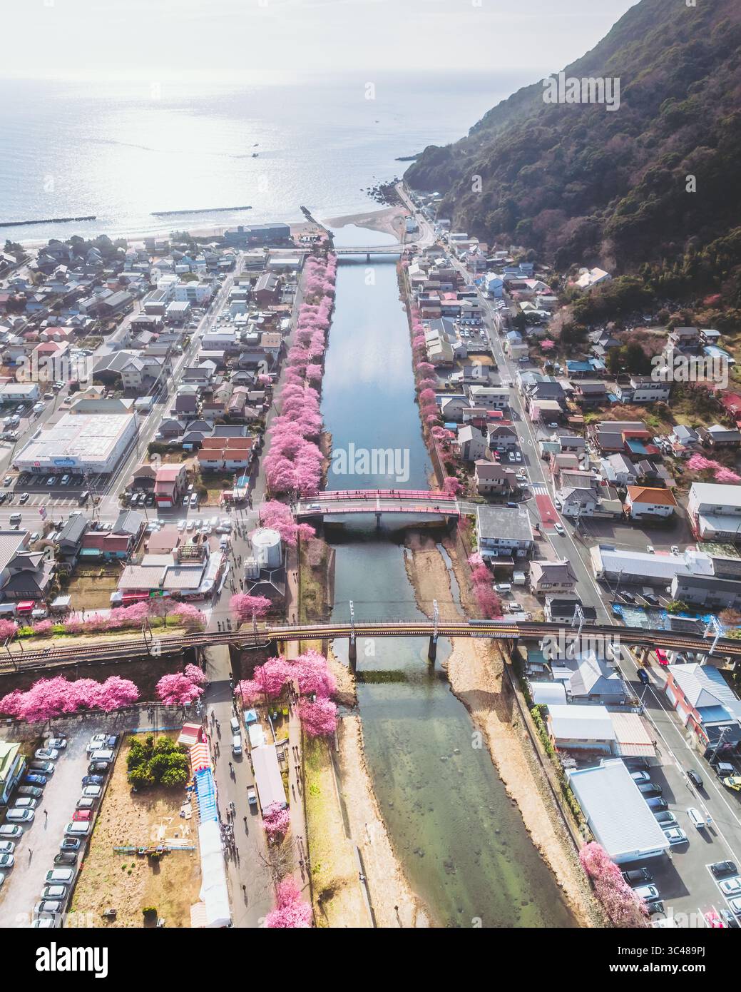 Aerial view of a river lined with vibrant pink cherry blossoms cutting ...
