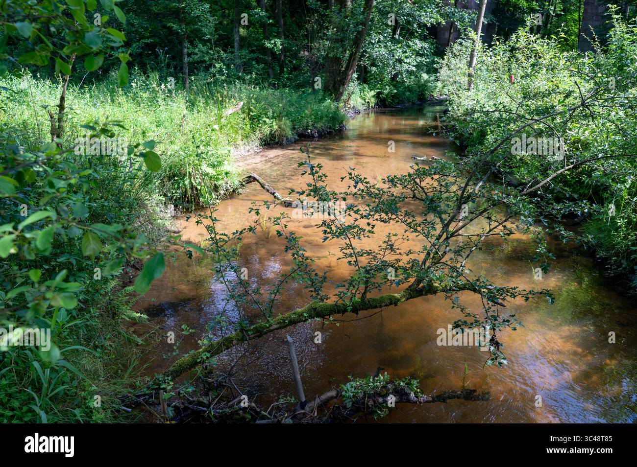 Idyllic small brown stream with green trees Stock Photo - Alamy