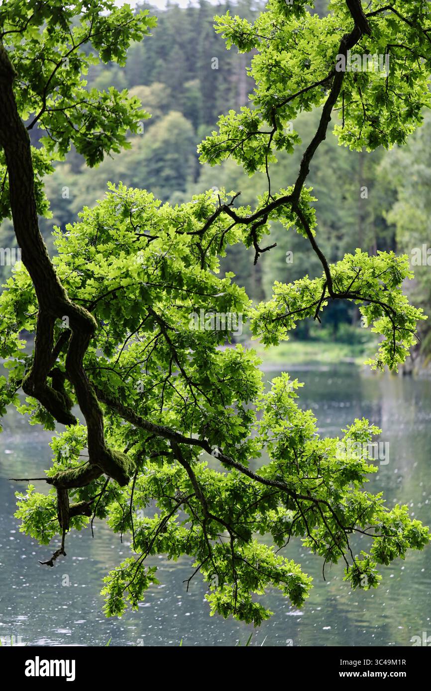 Tree branches hanging over water hi-res stock photography and images ...