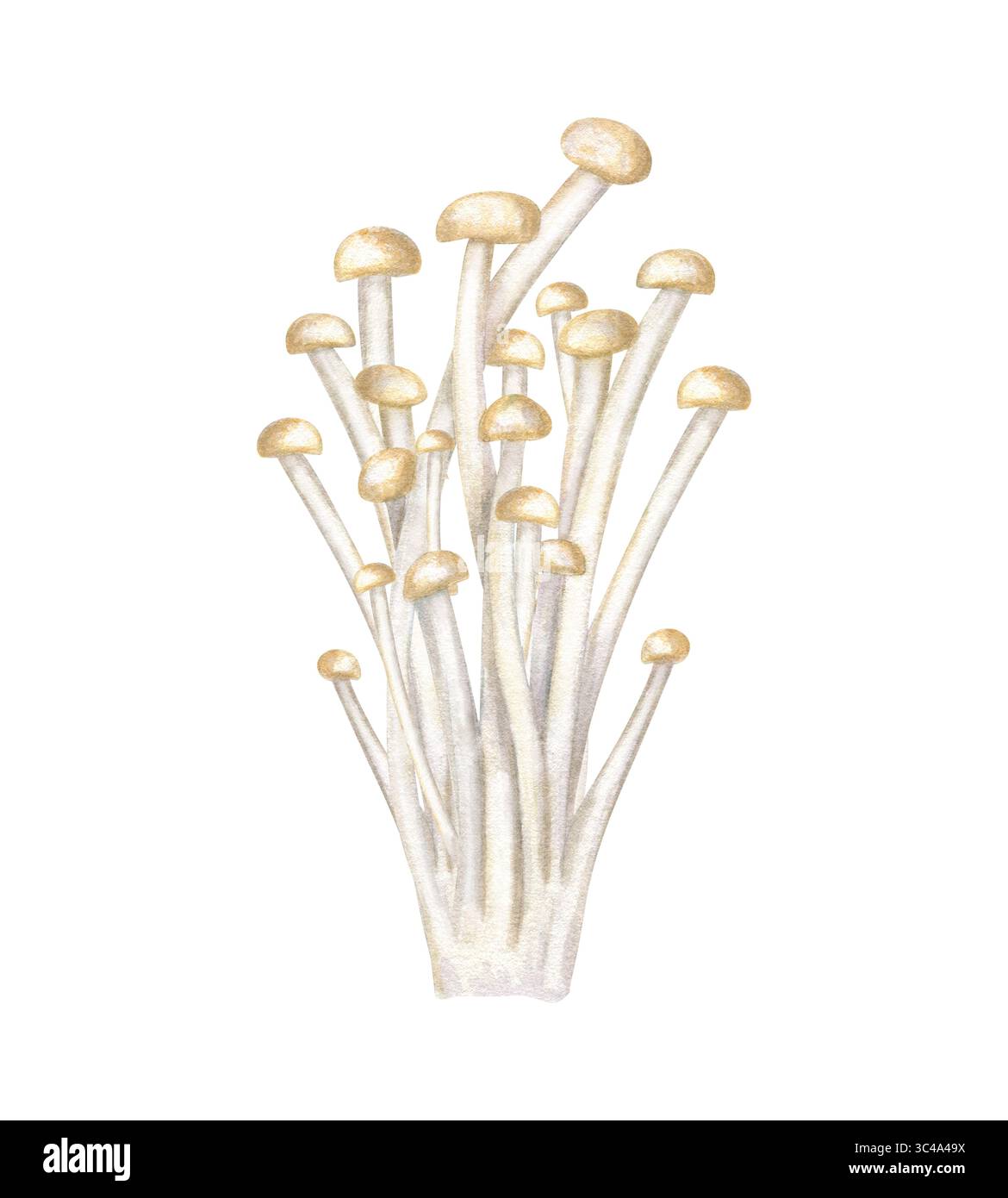 Fresh enoki mushrooms watercolor illustration isolated on white ...