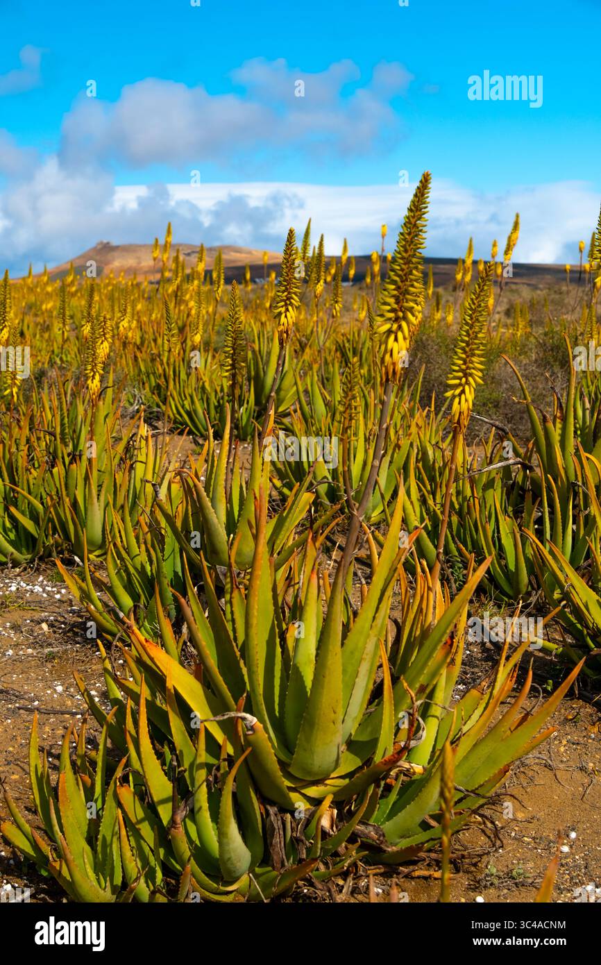 Aloe Vera fields plantation in Lanzarote, Canary Islands, Spain Stock Photo  - Alamy
