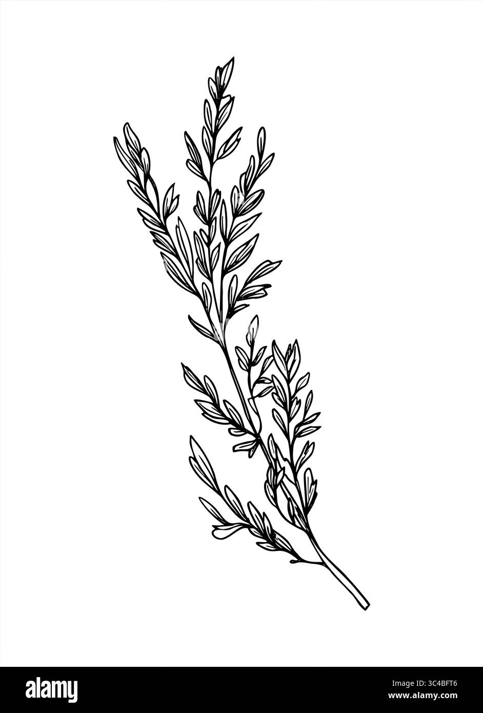 Monochrome field reed vector illustration painted by black inks. Wild spikelet graphic sketch. Abstract summer herb with seeds for organic product Stock Vector
