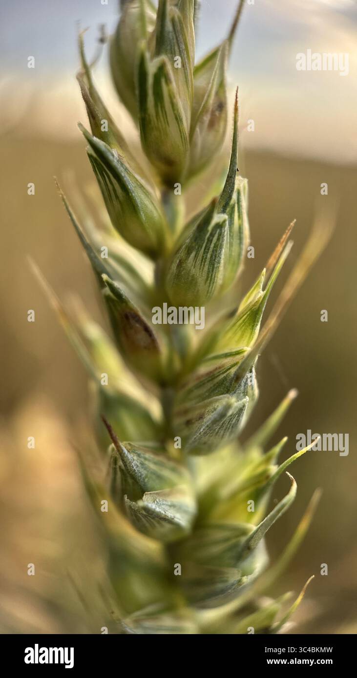 A close up of a head of a wheat cereal grain. Macro photography - Smartphone Captured Stock Image