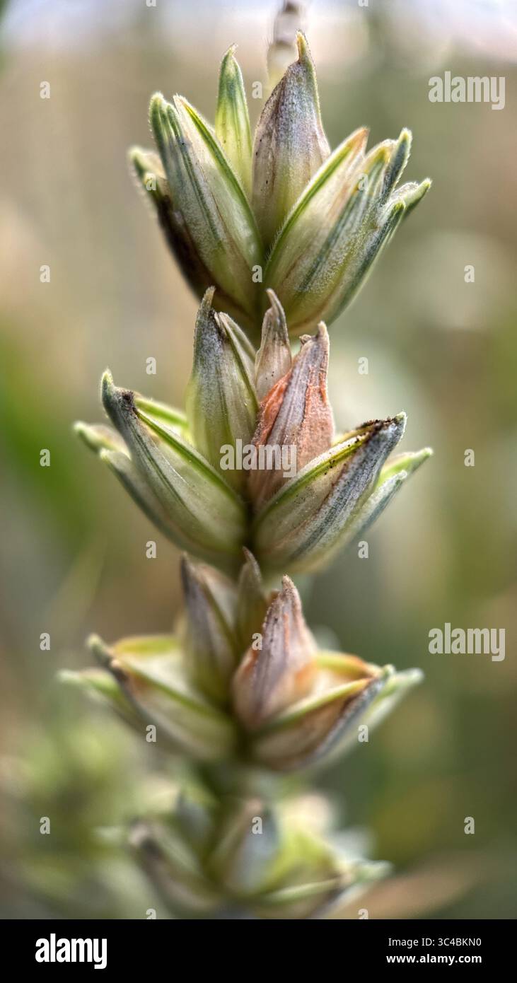 A close up of a head of a wheat cereal grain. Macro photography - Smartphone Captured Stock Image