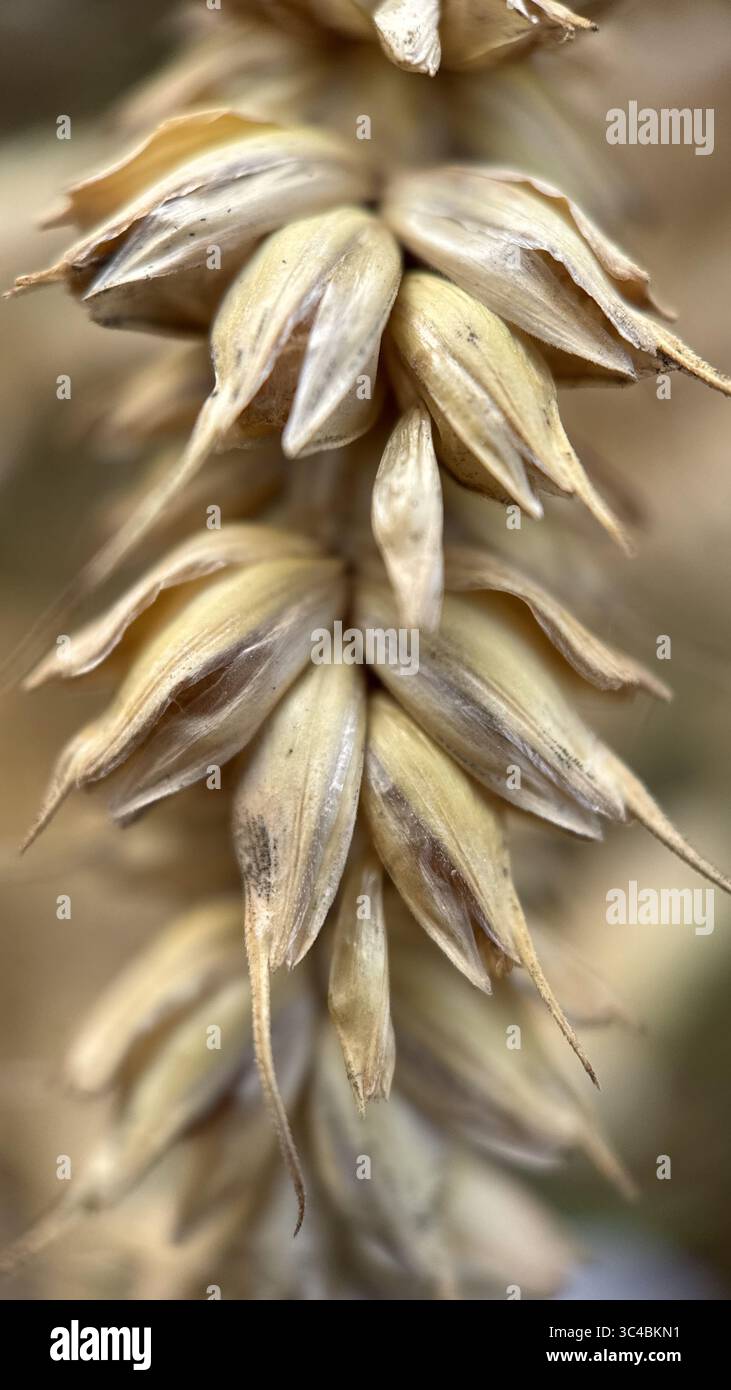 A close up of a head of a wheat cereal grain. Macro photography - Smartphone Captured Stock Image