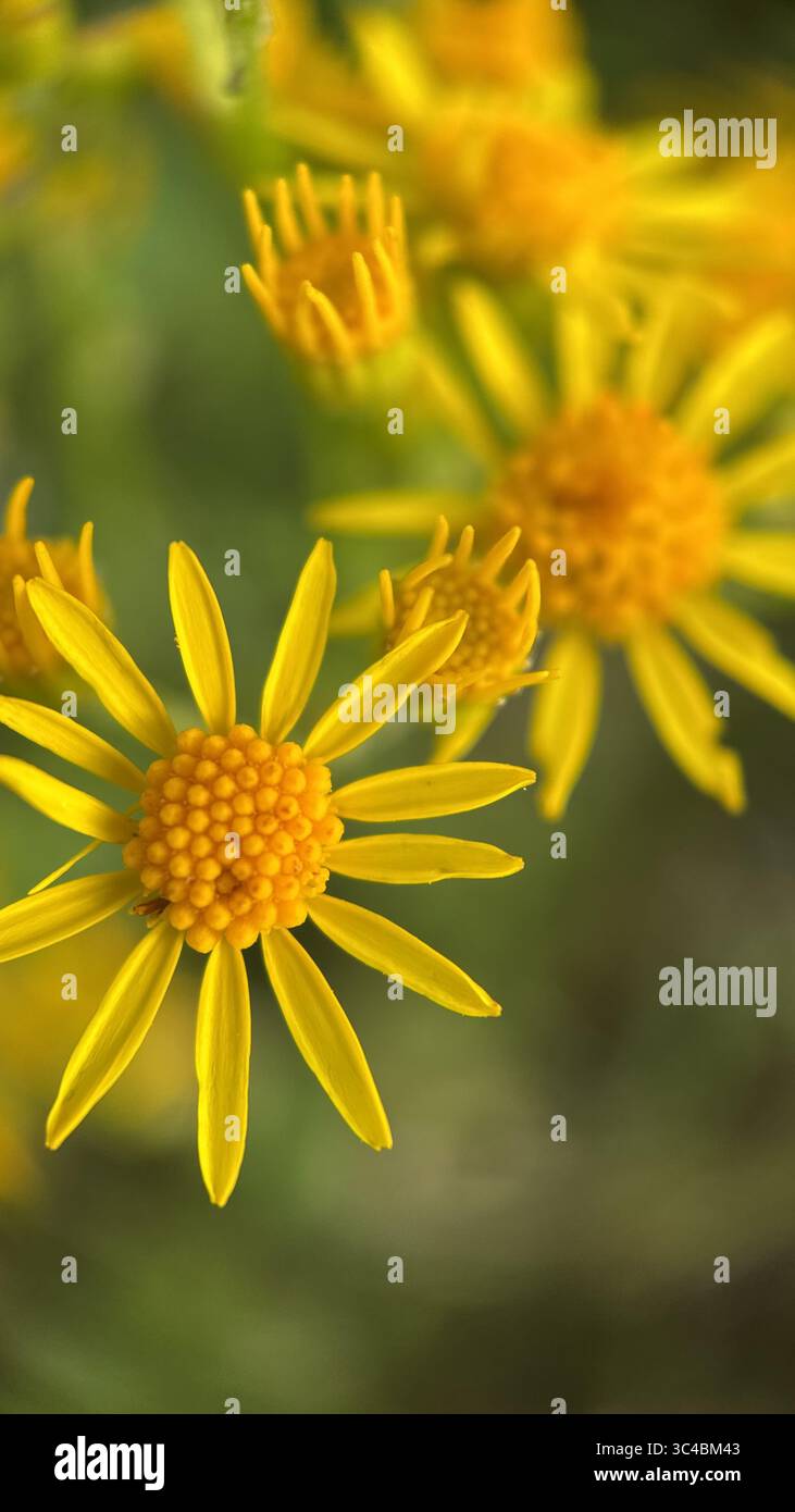 A close up of yellow flowers of common ragwort. Macro photography - Smartphone Captured Stock Image
